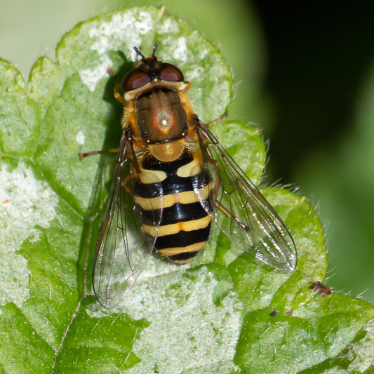 Syrphus ribesii-200558.jpg